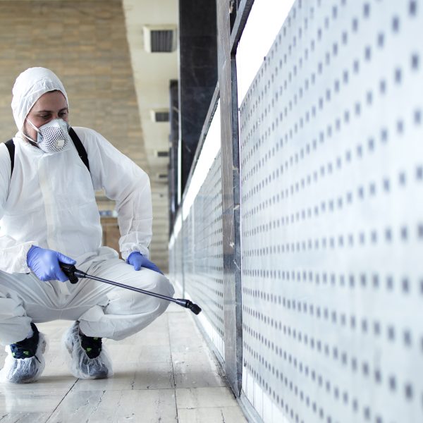 شركة مكافحة حشرات في عمان – الحل الأمثل للتخلص من الحشرات نهائيًا